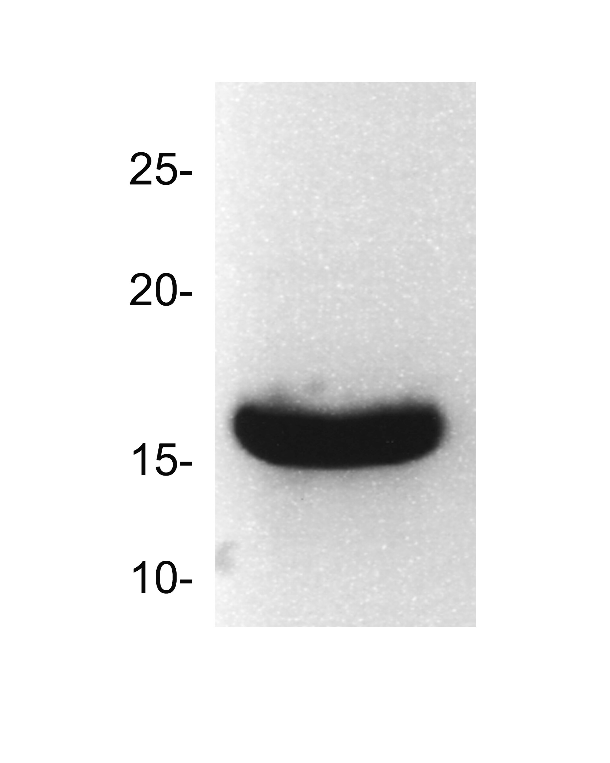 TNF-alpha Antibody - BSA Free NBP1-19532