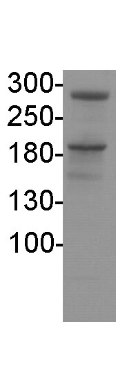 TOP2B Antibody - BSA Free NBP1-89527
