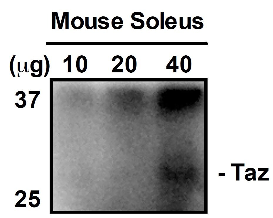 Tafazzin/TAZ Antibody (1B10) - Azide and BSA Free H00006901-M12