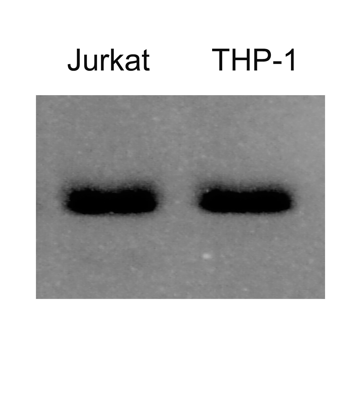 alpha Tubulin Antibody (YOL1/34) - BSA Free NB100-1639