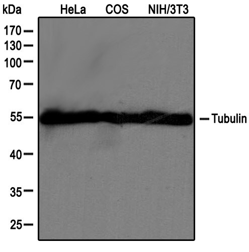 alpha Tubulin Antibody (YL1/2) - BSA Free NB600-506