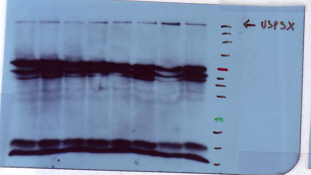 USP9x Antibody (1C4) - Azide and BSA Free H00008239-M01