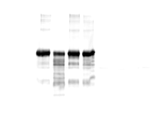 Mouse VE‑Cadherin Antibody AF1002