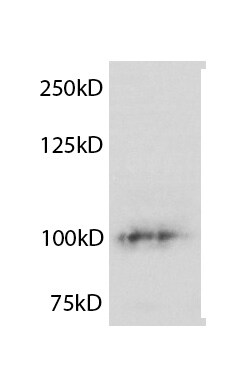 ZEB2 Antibody (2H5) - Azide and BSA Free H00009839-M02