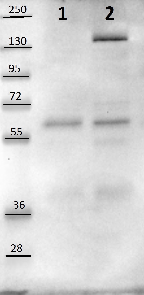 Human Legumain/Asparaginyl Endopeptidase Antibody AF2199