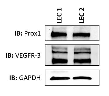 Human Prox1 Antibody AF2727