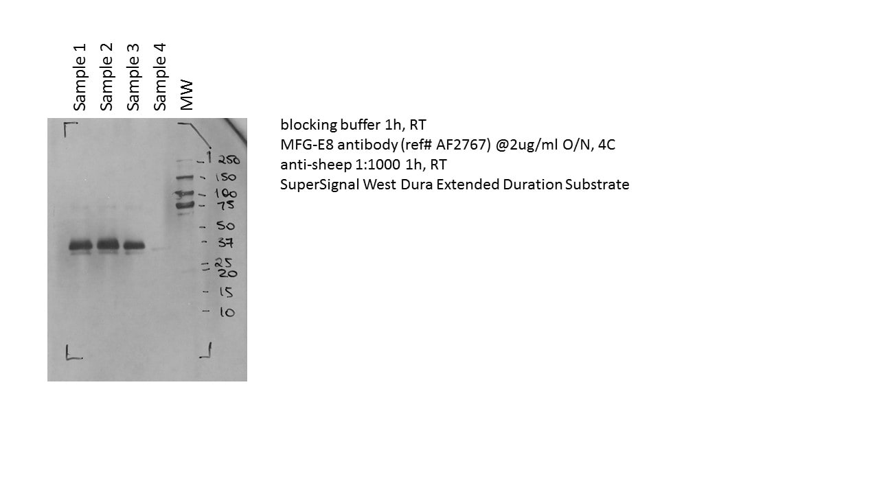 Human MFG‑E8 Antibody AF2767