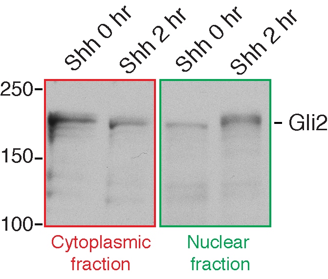 Mouse GLI‑2 Antibody AF3635