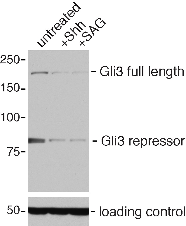 Human/Mouse GLI‑3 Antibody AF3690