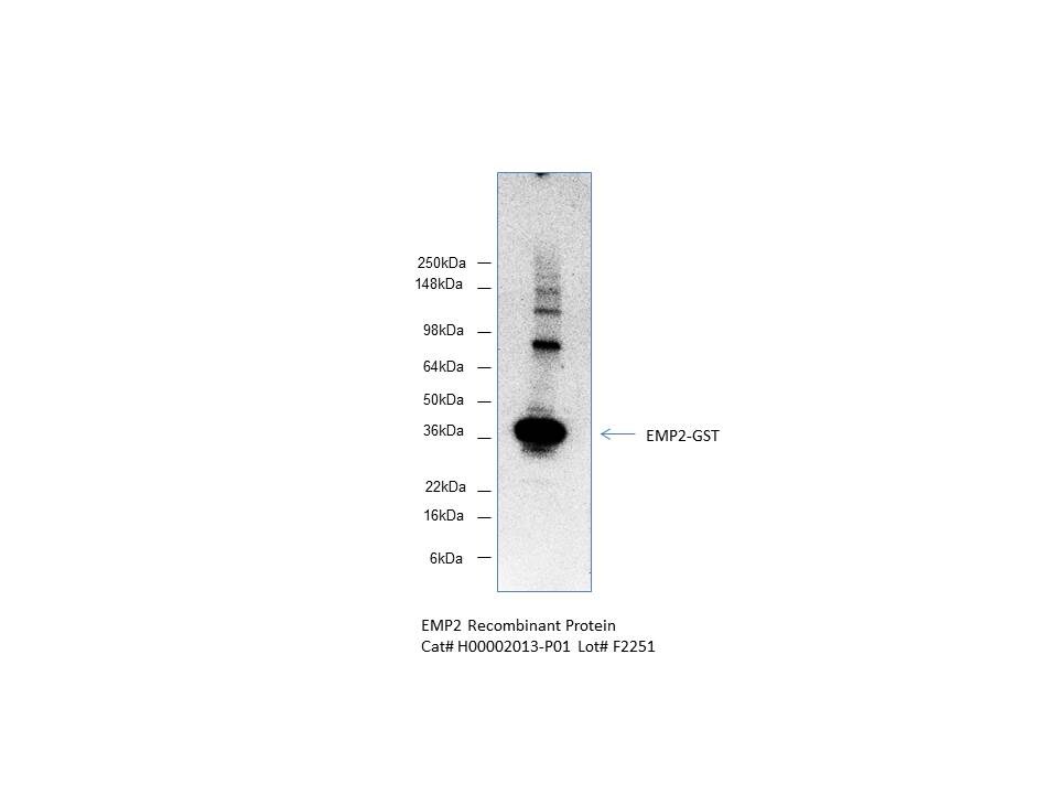Recombinant Human EMP2 GST (N-Term) Protein H00002013-P01