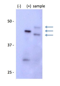 Recombinant Human iNOS GST (N-Term) Protein H00004843-Q01