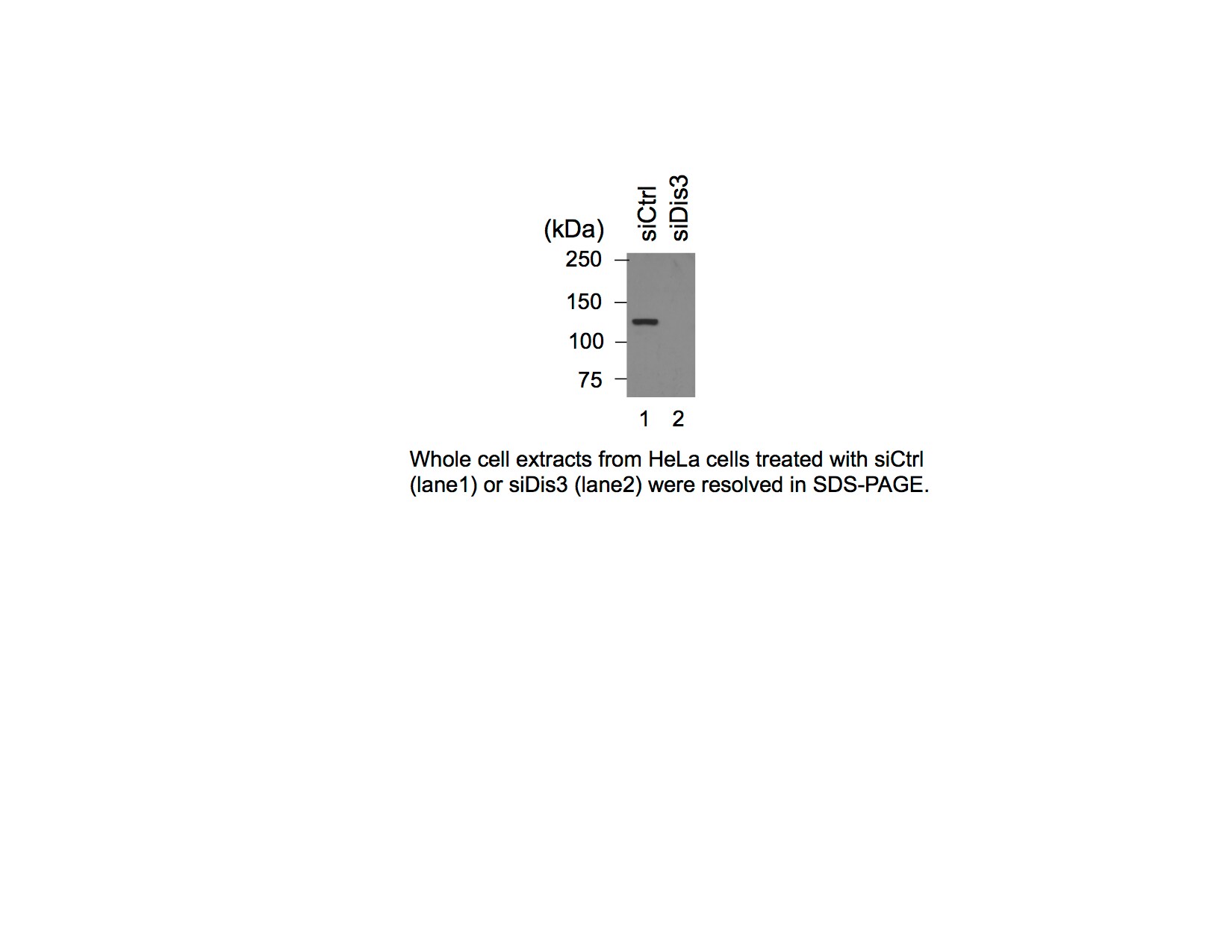DIS3 Antibody - Azide and BSA Free H00022894-B01P