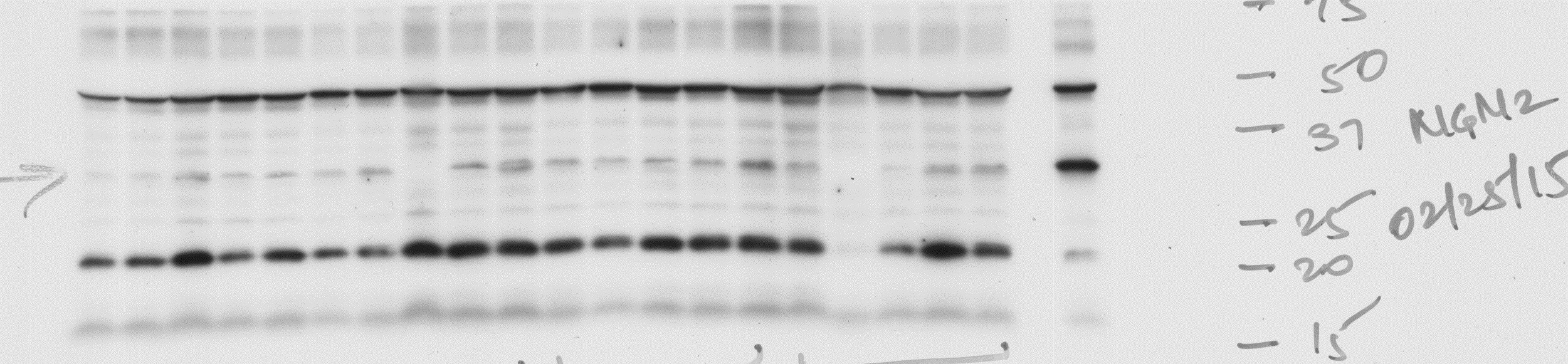 Neurogenin-2 Antibody (2A8) - Azide and BSA Free H00063973-M10