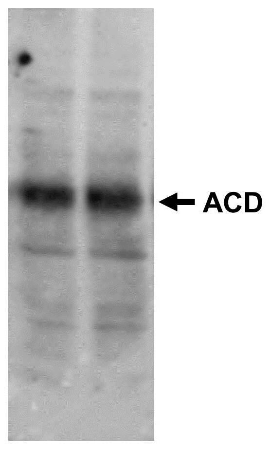 ACD Antibody (1D8-1B6) - Azide and BSA Free H00065057-M02