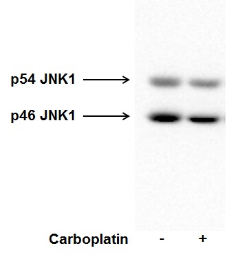 Human/Mouse/Rat JNK1 Antibody MAB1776