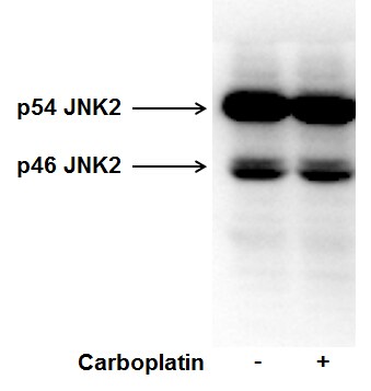 Human/Mouse/Rat JNK2 Antibody MAB1846