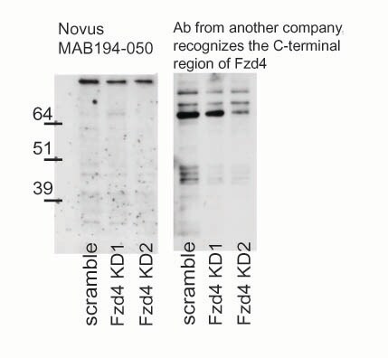 Human/Mouse Frizzled‑4 Antibody MAB194