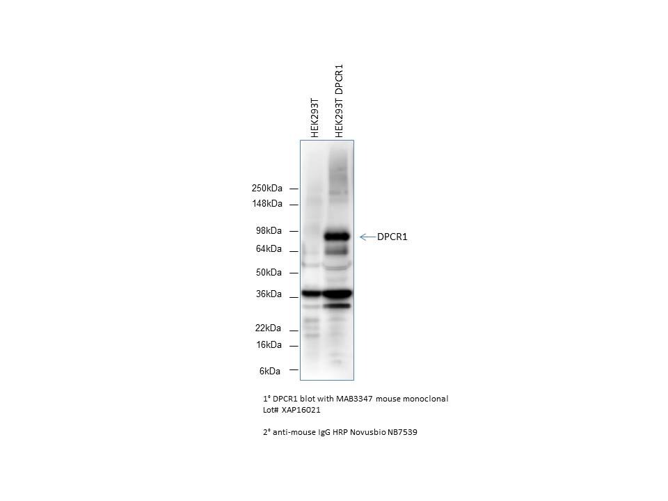 Human DPCR‑1 Antibody MAB3347