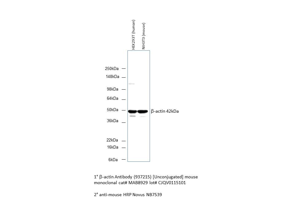 Human/Mouse/Rat  beta ‑Actin Antibody MAB8929