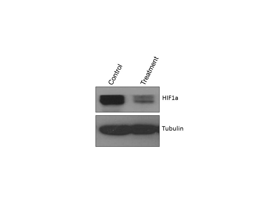 HIF-1 alpha Antibody (H1alpha67) NB100-105