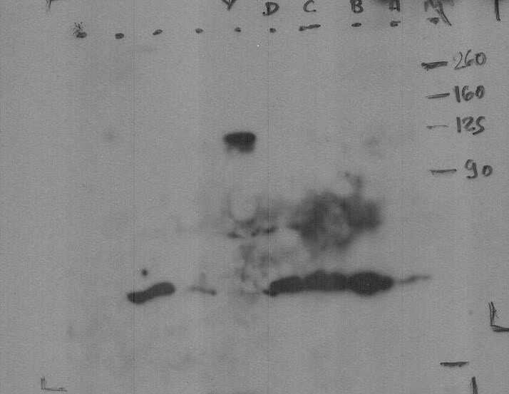 HIF-1 alpha Antibody (H1alpha67) NB100-105