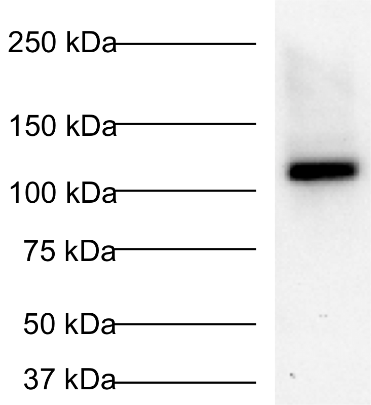 HIF-2 alpha/EPAS1 Antibody - BSA Free NB100-122