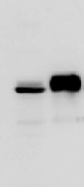 HIF-2 alpha/EPAS1 Antibody - BSA Free NB100-122