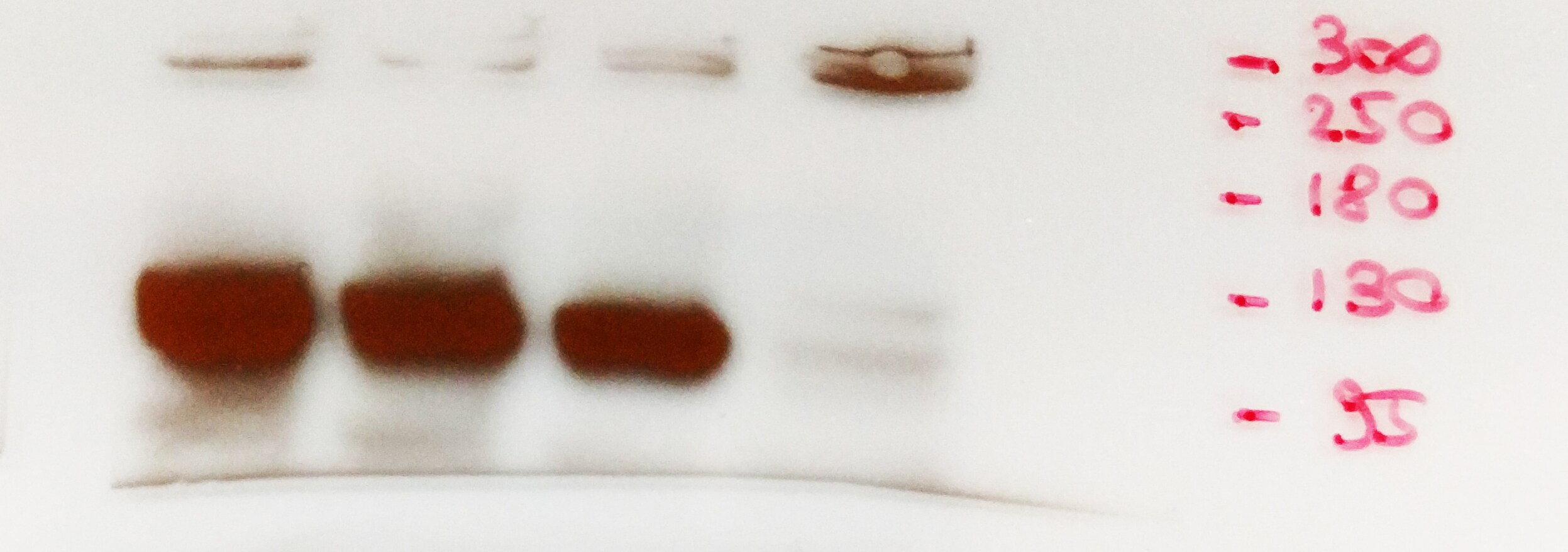 HIF-2 alpha/EPAS1 Antibody - BSA Free NB100-122