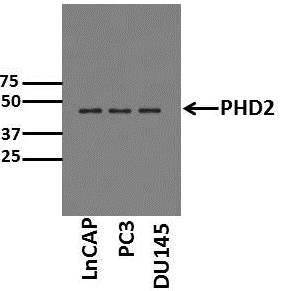EGLN1/PHD2 Antibody - BSA Free NB100-137