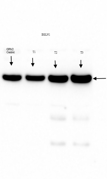 EGLN1/PHD2 Antibody - BSA Free NB100-137