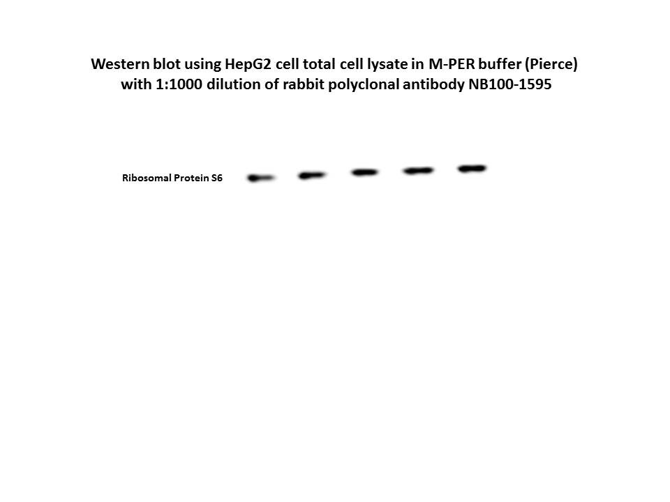 Ribosomal Protein S6/RPS6 Antibody NB100-1595