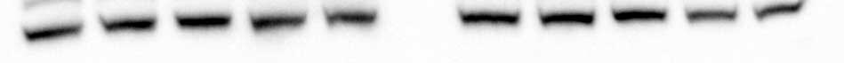 Protein Disulfide Isomerase/P4HB Antibody - Azide and BSA Free NB100-1921