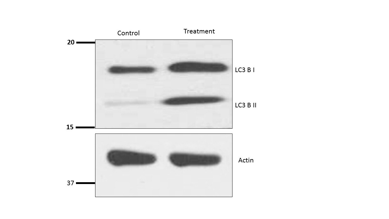 LC3B Antibody - BSA Free NB100-2220