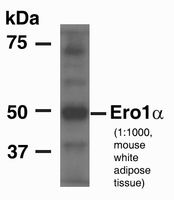 ERO1L Antibody - Azide Free NB100-2525
