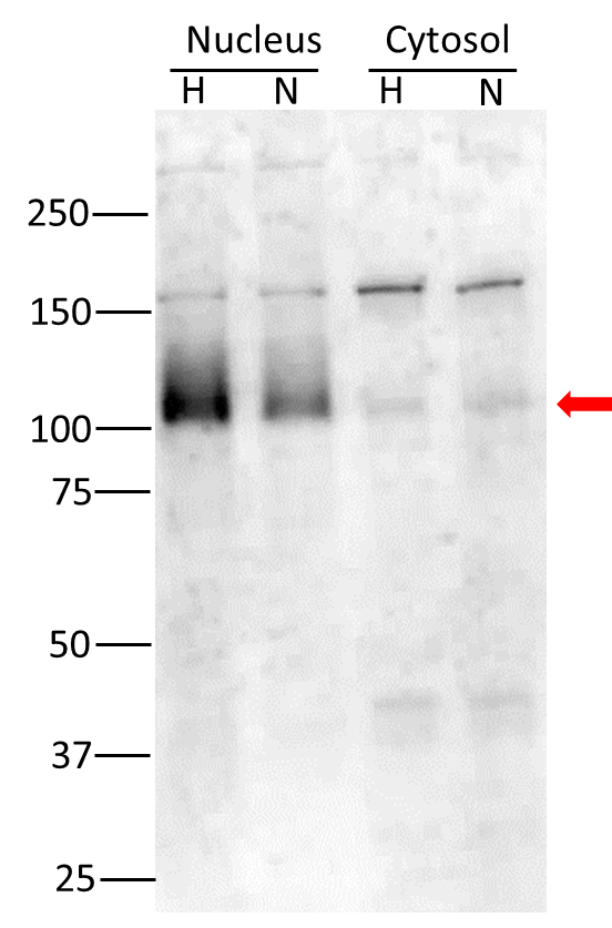 HIF-1 alpha Antibody - BSA Free NB100-479