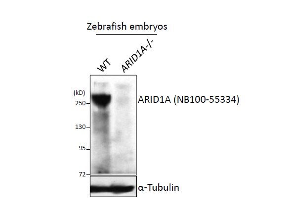 ARID1A Antibody - BSA Free NB100-55334