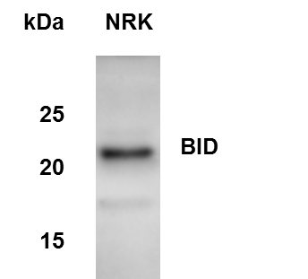 BID Antibody - BSA Free NB100-56106