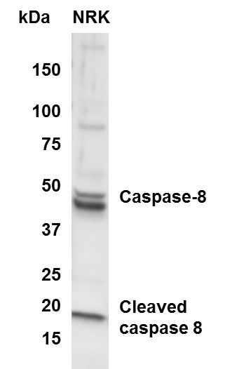 Caspase-8 Antibody - BSA Free NB100-56116