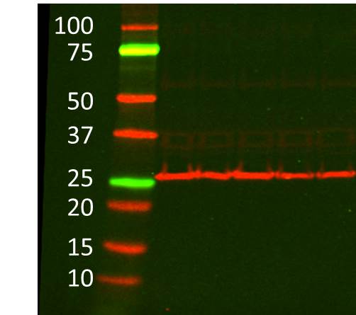 BNIP3 Antibody - BSA Free NB100-56150