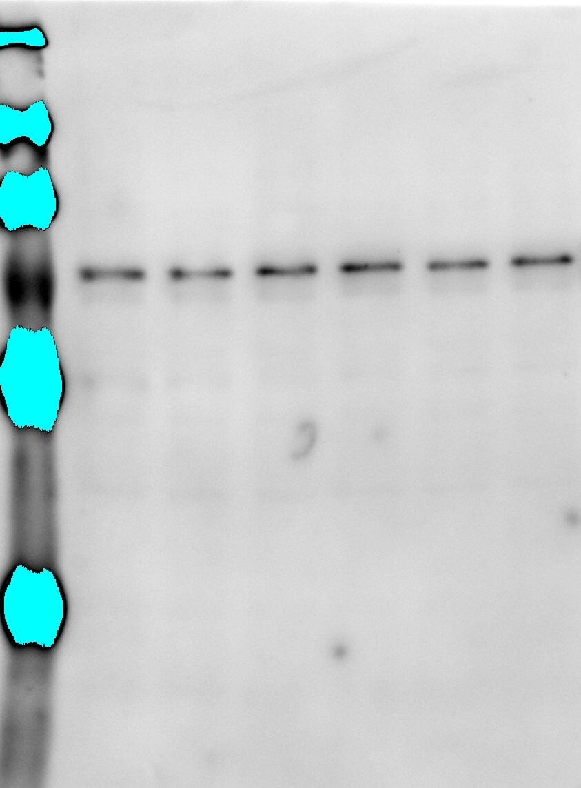 FUS Antibody - BSA Free NB100-562
