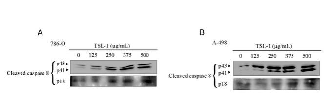 Caspase-8 Antibody (90A992) - BSA Free NB100-56527