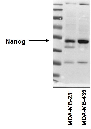 Nanog Antibody - BSA Free NB100-588