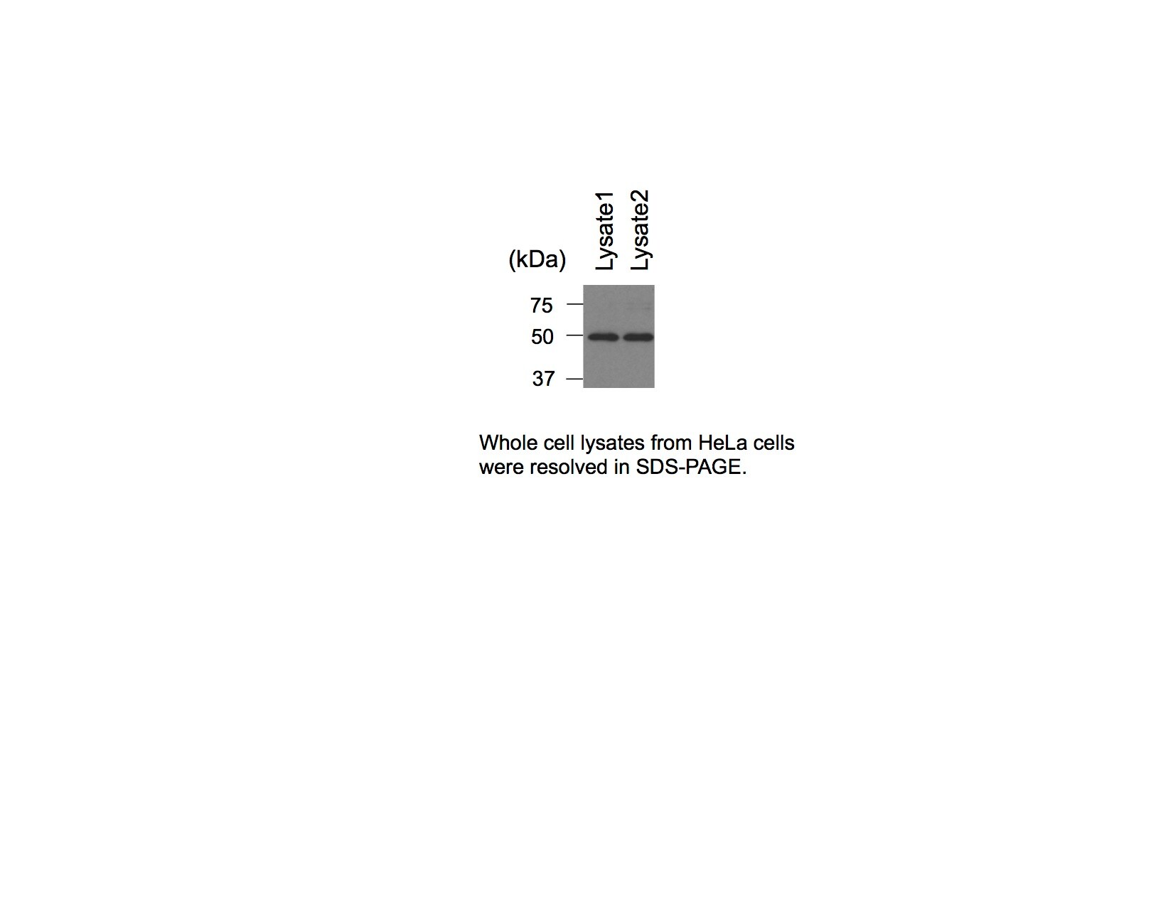 cleavage stimulation factor Antibody - BSA Free NB100-60443