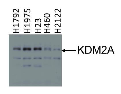 KDM2A/FBXL11 Antibody NB100-74602