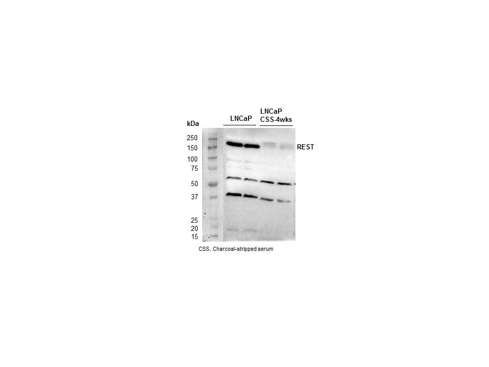 NRSF Antibody - BSA Free NB100-757