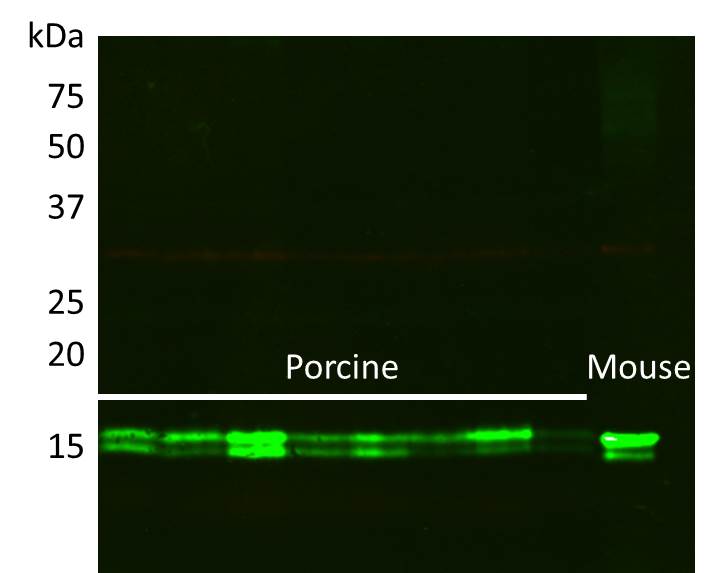COX4 Antibody - BSA Free NB110-39115