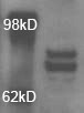 OPA1 Antibody - BSA Free NB110-55290