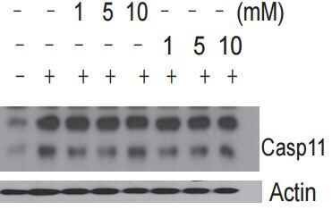 Caspase-11 Antibody (17D9) - BSA Free NB120-10454