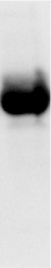Caspase-11 Antibody (17D9) - BSA Free NB120-10454
