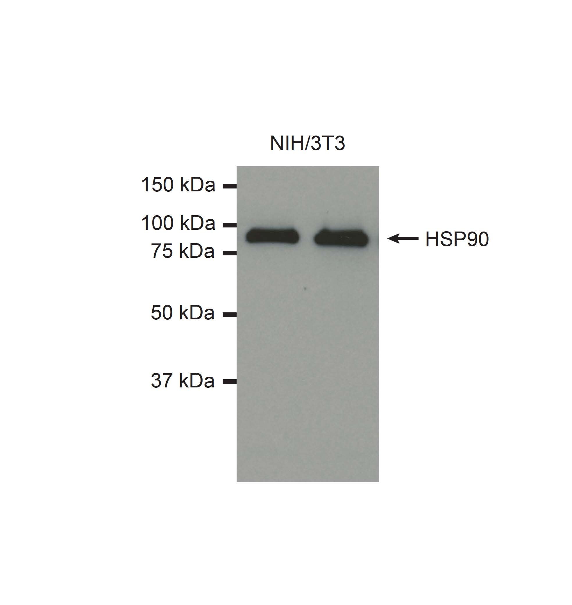 HSP90 Antibody (3B6) NB120-5455